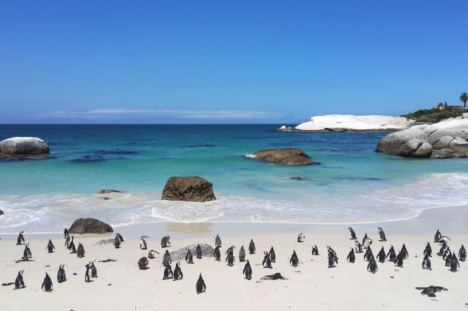 Penguins on Boulders Beach Image from PxHere