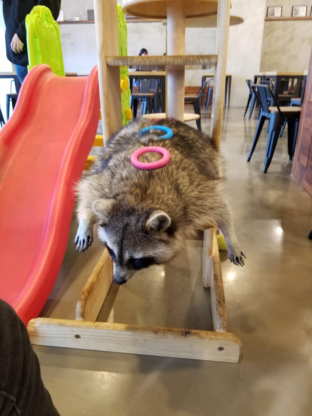 Cafe raccoon Raccoon Café