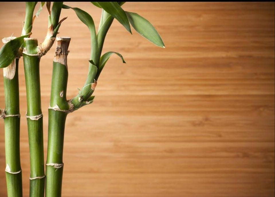Bamboo Hibachi Express In Little Rock Restaurant Reviews